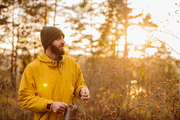 Survival in the wild. A man collects rose hips in the forest.