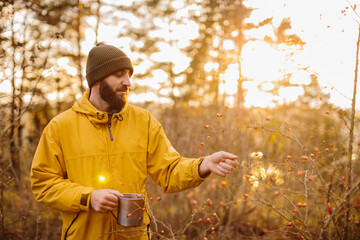 Survival in the wild. A man collects rose hips in the forest.