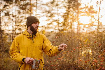 Survival in the wild. A man collects rose hips in the forest.
