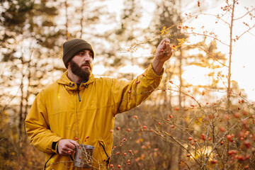Survival in the wild. A man collects rose hips in the forest.