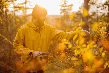 Survival in the wild. A man collects rose hips in the forest.