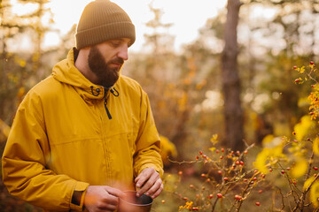 Survival in the wild. A man collects rose hips in the forest.