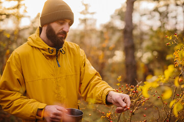 Survival in the wild. A man collects rose hips in the forest.