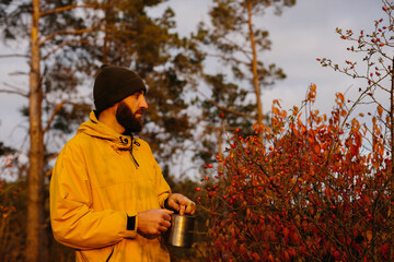 Survival in the wild. A man collects rose hips in the forest.