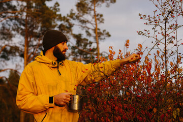 Survival in the wild. A man collects rose hips in the forest.