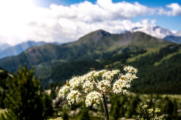 Insects feed nektar on white flower in the morning with Marmolada group in the background....