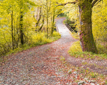 Llega El Otoño A Los Bosques Navarros.