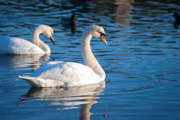 A white majestic swan floats in front of a wave of water. Young swan in the middle of the water. Drops on a wet head.