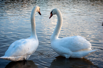Obraz premium Two white swans couple in love. Swans in water