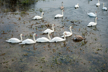 white swans group on the lake swim well under the bright sun