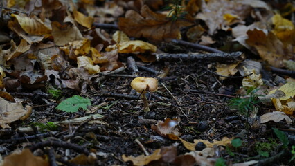Mushroom on the floor of a Karri forest. cloudy weather. low key.