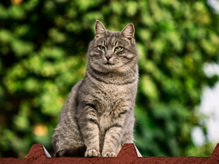 Naklejka na ściany i meble portrait of a cat