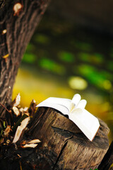 Book with heart of pages on the stump on nature, education or religion concept