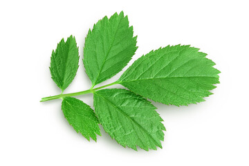 rosehip green leaves isolated on white background