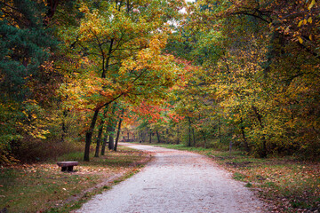 Jesienny miejski park w Warszawie, kolorowe liście na drzewach 