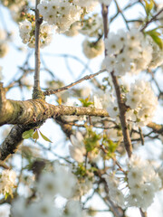 blooming tree in spring