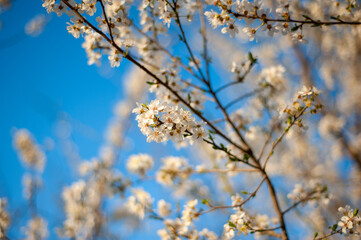 blooming tree in spring