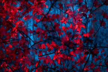 Leaves Pattern Background