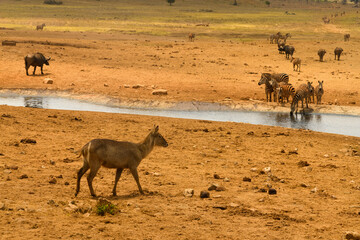 waterbuck,zebras,buffalo in the savannah