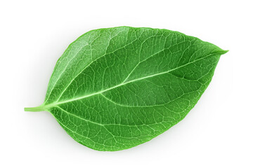 Fototapeta na wymiar Fresh honeysuckle leaf isolated on white background with full depth of field. Top view. Flat lay.