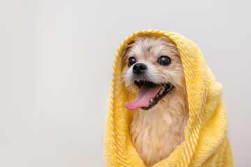 Happy wet Pomeranian puppy after bathing, wrapped in a yellow towel. Close-up portrait of a Spitz....