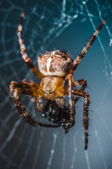 Fotografia makro pająka pożerającego muchę