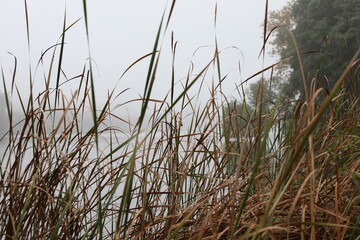 Cattail on the shore of a foggy lake