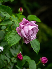 pink rose in garden