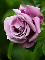 pink rose