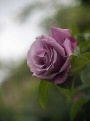 pink rose in garden