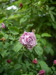 pink roses in garden