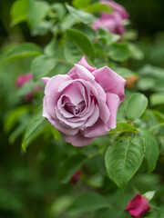 pink rose in garden