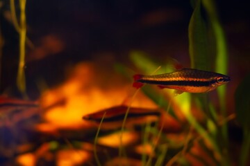 dwarf adult pencilfish, popular and easy to keep, hardy pet in Rio Negro biotope design aquarium, ornamental blackwater fish neon glow and shine in dim low light of brown tannin stained acidic water