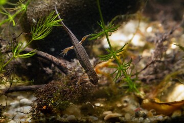 common newt male freshwater amphibian search for prey, partial metamorphose of water phase, caught...