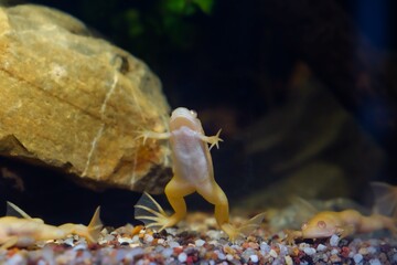 African clawed frog show belly in funny pose on gravel bottom, phlegmatic freshwater domesticated aquatic amphibian, easy to keep invasive species, low light design, blurred background, popular pet