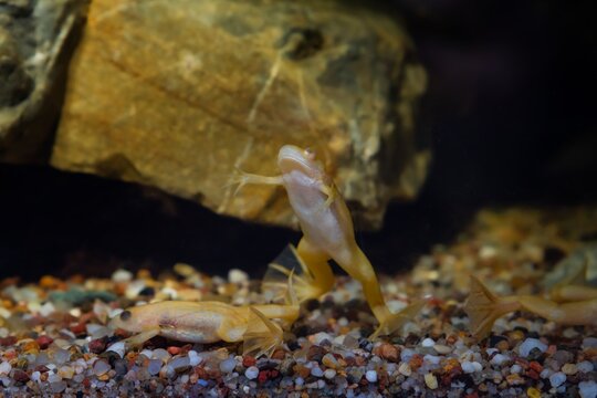 African clawed frog funny pose and show belly on gravel bottom, phlegmatic freshwater domesticated aquatic amphibian, easy to keep invasive species, low light design, blurred background, popular pet