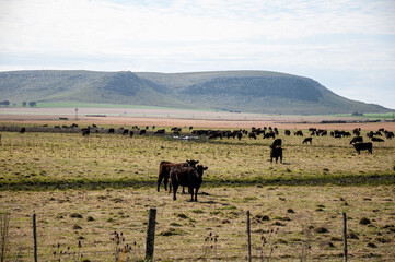 View of a farm near Balcarce city, Buenos Aires province, Argentina