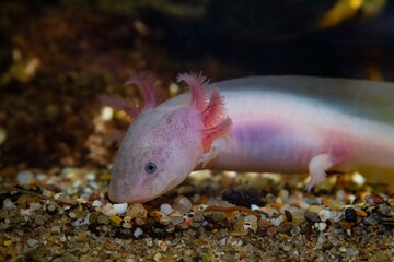axolotl salamander smell food on sand bottom, funny freshwater domesticated amphibian, endemic of Valley of Mexico, tender coldwater species, low light mood, blurred background, pet shop sale