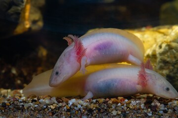 pair of axolotl salamander on gravel bottom, active freshwater domesticated amphibian, endemic of Valley of Mexico, tender coldwater species, low light mood, blurred background, pet shop sale