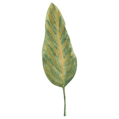 Watercolor autumn herbs, leaves, dried flowers, suitable for logo design