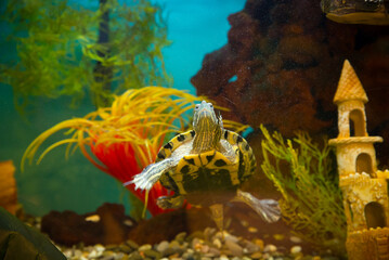 photo of Sea turtle in the Galapagos island