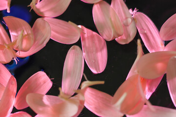 水に浮かぶガーベラの花びら