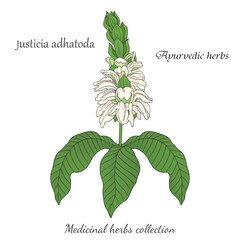 vector graphic illustration with Justicia adhatoda plant 2