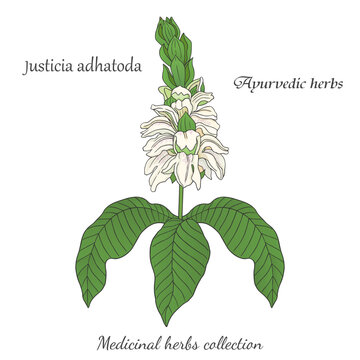 vector graphic illustration with Justicia adhatoda plant 2