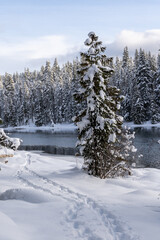 Snowshoe Tracks in Snow Along Lake in Winter