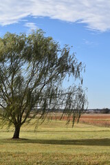 Obraz premium Weeping Willow Tree in a Field