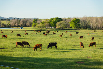 herd of black cattle and brown cows on green pasture over sunset in a rural scenery farm area...