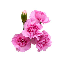 Stack Carnation flowers on white background