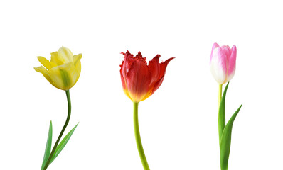 Naklejka premium Colorful tulip flowers isolated on white 