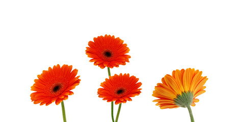 Stack colorful Gerber flowers isolated on white 